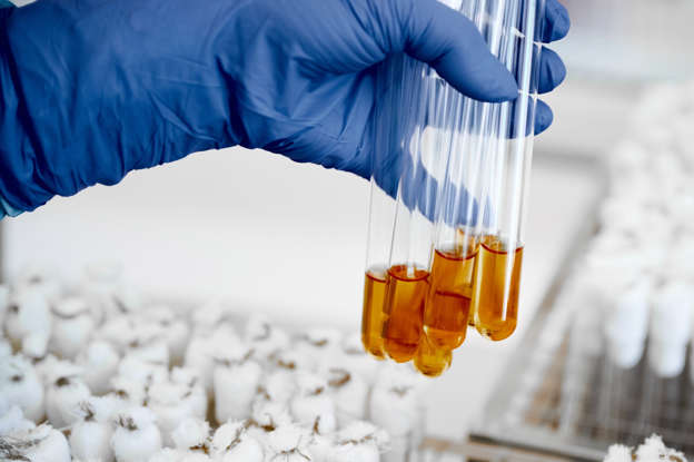 The Rise Of Deadly Fungi: A Looming Superbug Crisis The Rise Of Deadly Fungi: A Looming Superbug Crisis