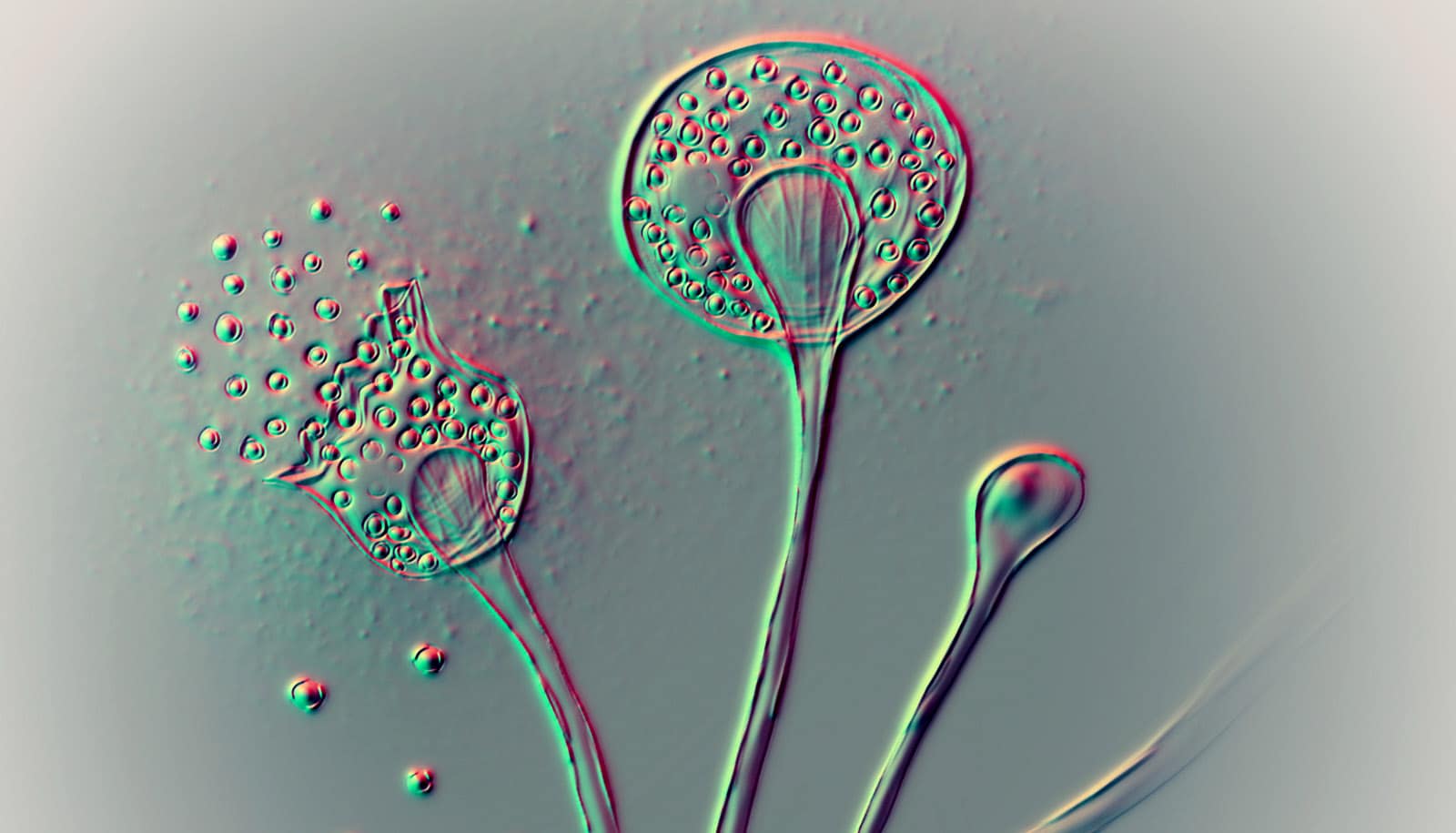 The Spread Of Internal Parasite Fungi: A Climate Change Consequence The Spread Of Internal Parasite Fungi: A Climate Change Consequence