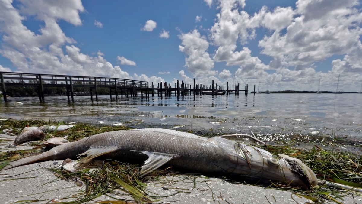 Toxic Algae Bloom: Devastating California's Marine Life Toxic Algae Bloom: Devastating California's Marine Life