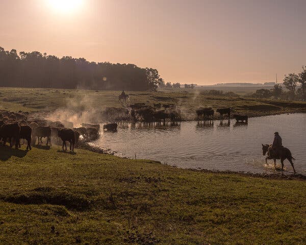 Tres Toros Uruguayos Viajan A China Como Regalo Del Presidente A Xi Jinping Tres Toros Uruguayos Viajan A China Como Regalo Del Presidente A Xi Jinping
