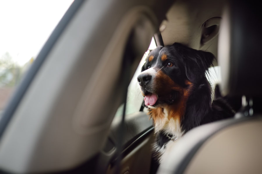 Uber And Heads Up For Tails Partner To Offer Pet-Friendly Rides In Delhi And Mumbai Uber And Heads Up For Tails Partner To Offer Pet-Friendly Rides In Delhi And Mumbai