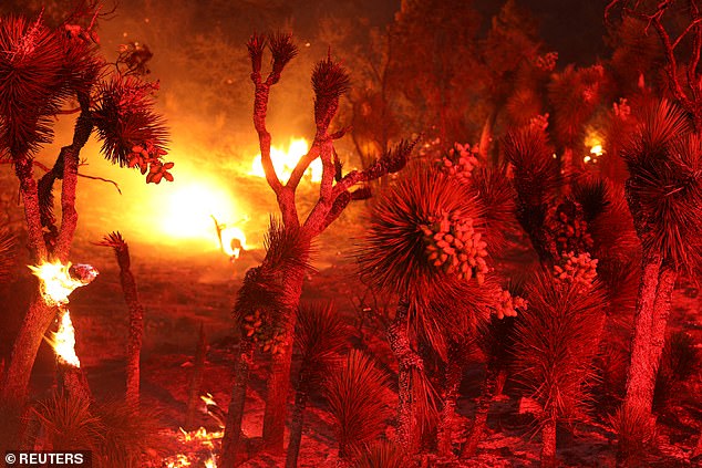 UK Wildfires Push Rarest Wildlife To Brink Of Extinction UK Wildfires Push Rarest Wildlife To Brink Of Extinction