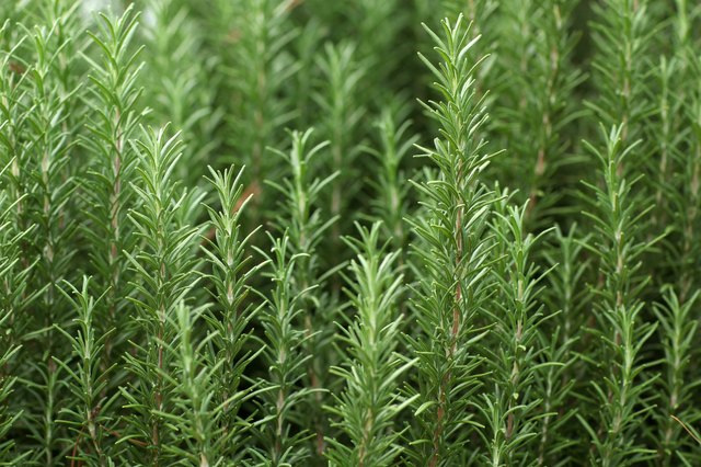 Understanding Rosemary & Thyme: Plant Care And Growth Understanding Rosemary & Thyme: Plant Care And Growth