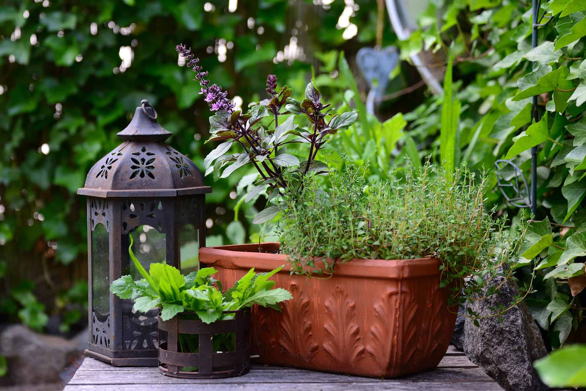 Understanding The Differences Between Rosemary And Thyme Understanding The Differences Between Rosemary And Thyme