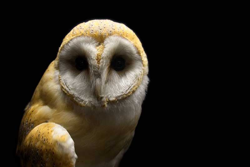 Understanding The Night Hunter: Behavior And Ecology Of Nocturnal Predators Understanding The Night Hunter: Behavior And Ecology Of Nocturnal Predators