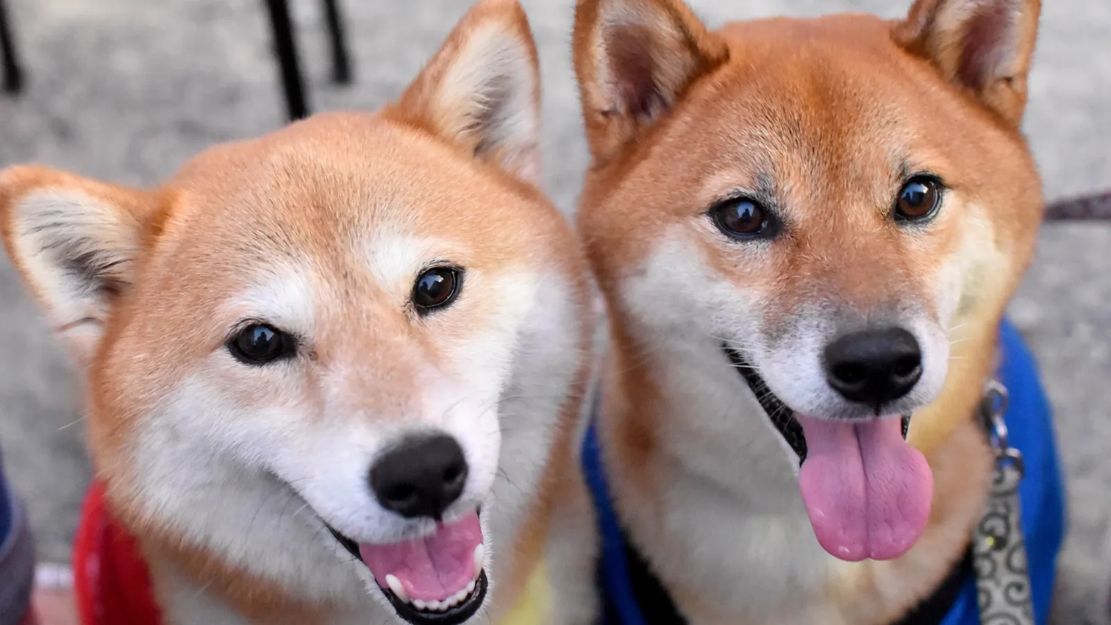 Understanding The Recent Price Increases Of Dogecoin, Shiba Inu, And Sui Understanding The Recent Price Increases Of Dogecoin, Shiba Inu, And Sui