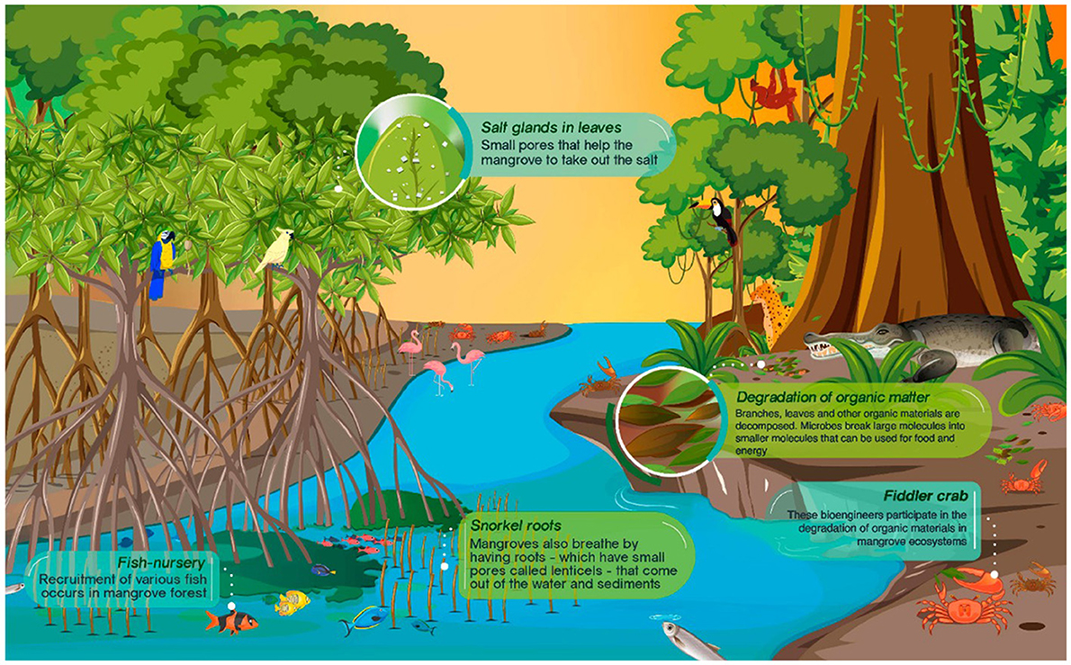 Understanding The Wonder Of Animals: Their Importance In Our Ecosystem Understanding The Wonder Of Animals: Their Importance In Our Ecosystem