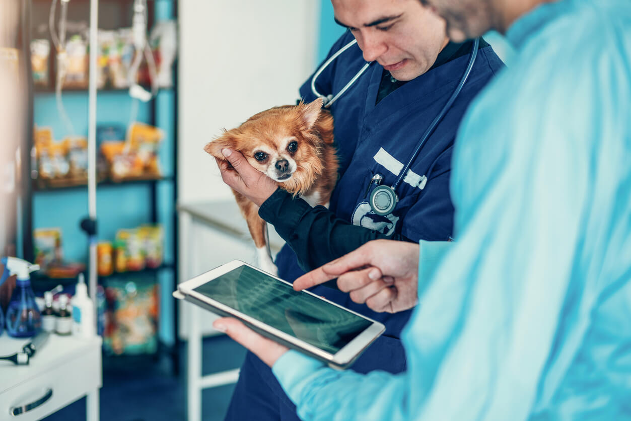 Understanding Veterinary Watchdog Actions: A Balanced Perspective Understanding Veterinary Watchdog Actions: A Balanced Perspective