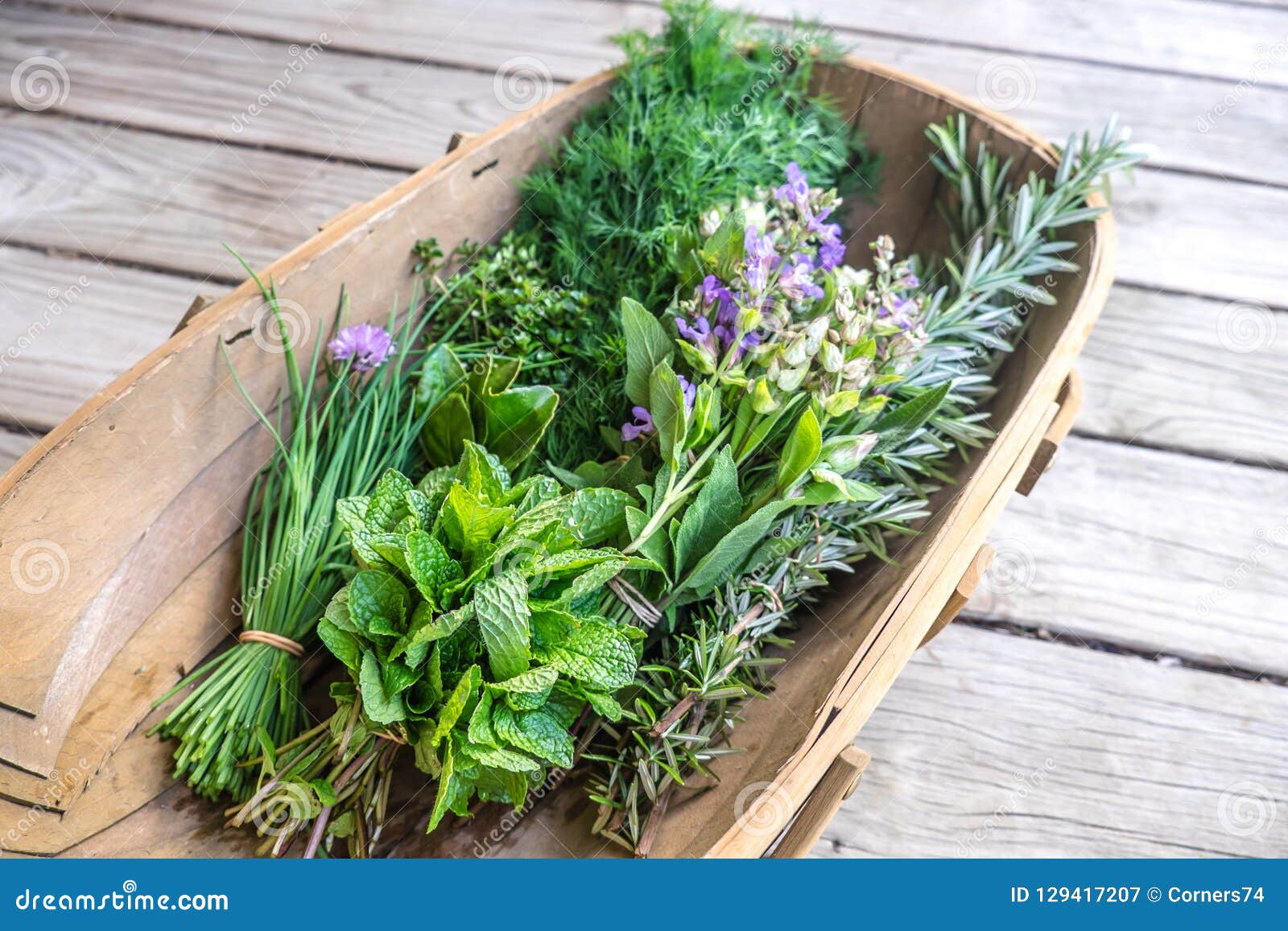 Using Rosemary & Thyme In Your Garden: From Seed To Harvest Using Rosemary & Thyme In Your Garden: From Seed To Harvest