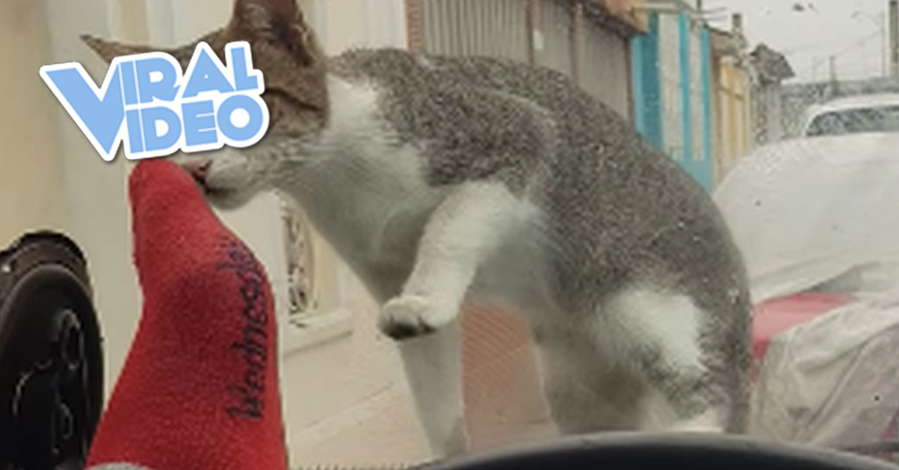 Viral Cat Posts Spark Anxiety Among Kashmir's Cat Owners Viral Cat Posts Spark Anxiety Among Kashmir's Cat Owners