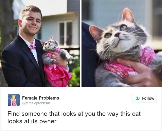 Viral Cat Posts Spark Concern Among Kashmir's Cat Owners