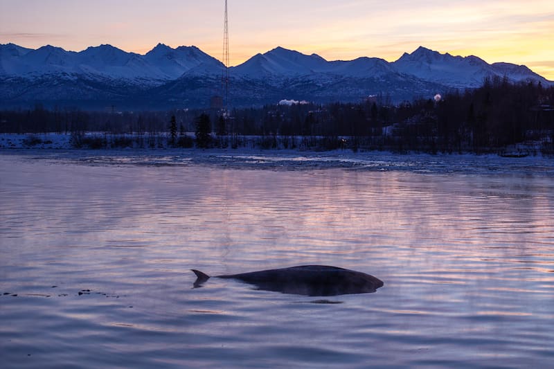Warming Temperatures, Soft Mud Slow Anchorage Fin Whale Skeleton Recovery Efforts Warming Temperatures, Soft Mud Slow Anchorage Fin Whale Skeleton Recovery Efforts