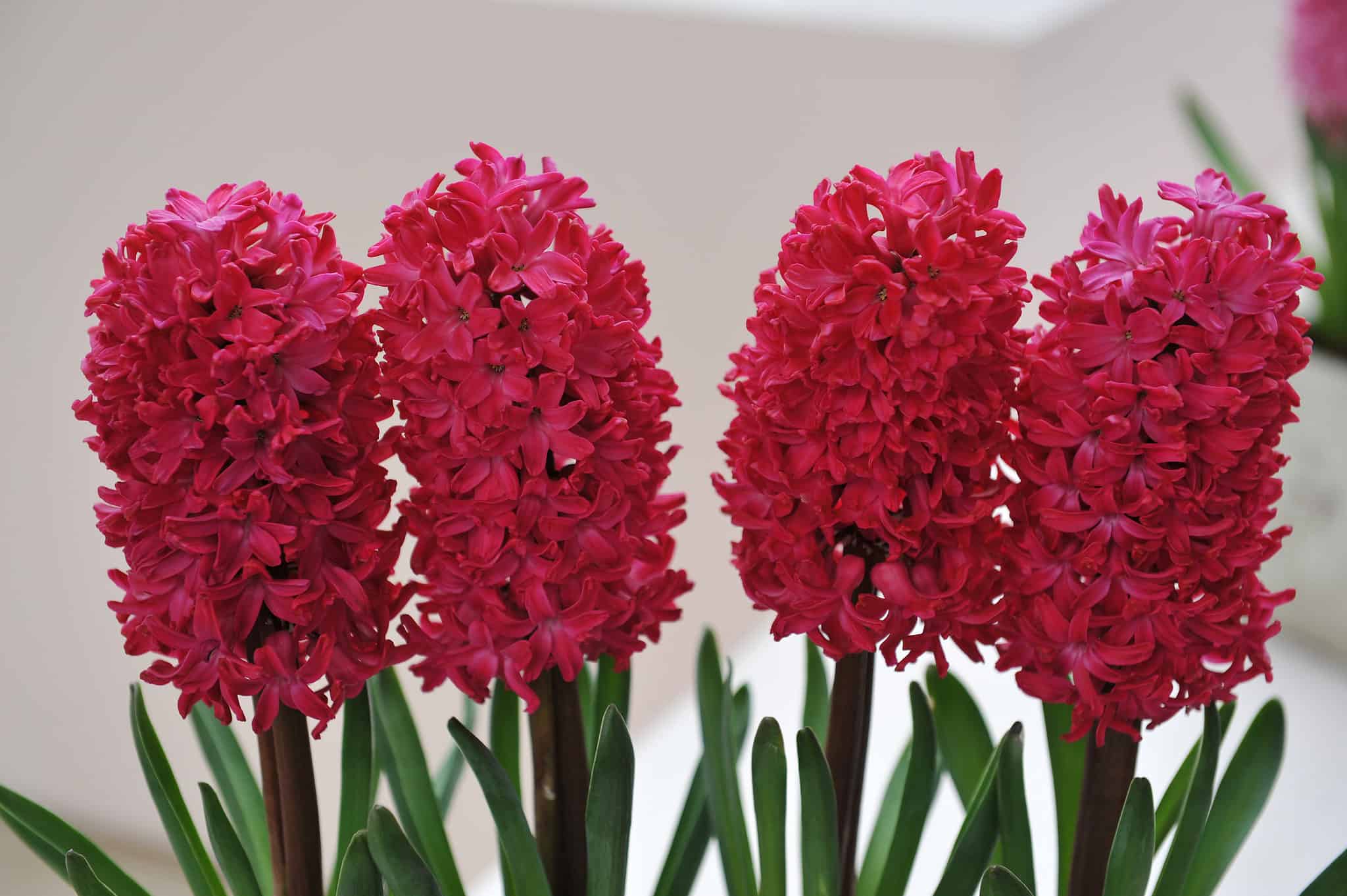 When To Plant Hyacinth Bulbs For Beautiful Spring Blooms When To Plant Hyacinth Bulbs For Beautiful Spring Blooms
