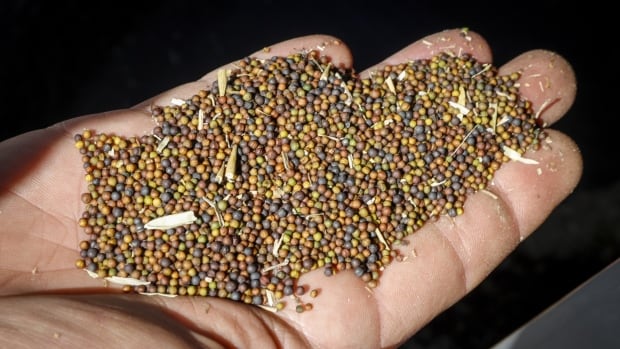 Where Will China Source Canola Now? Exploring New Trade Partners Where Will China Source Canola Now? Exploring New Trade Partners