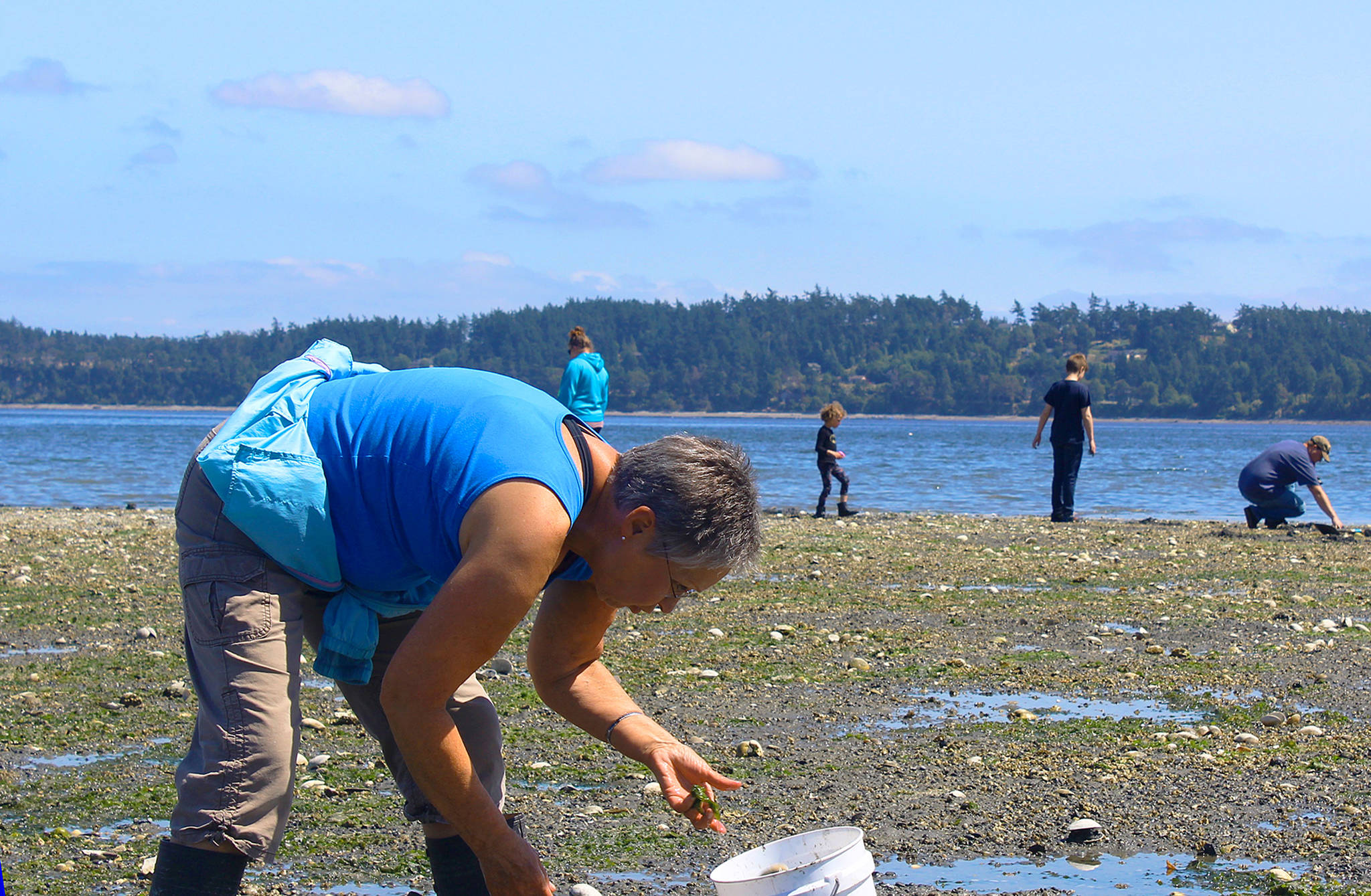 Whidbey Clam Research: Citizen Scientists Contribute To Discovery Whidbey Clam Research: Citizen Scientists Contribute To Discovery