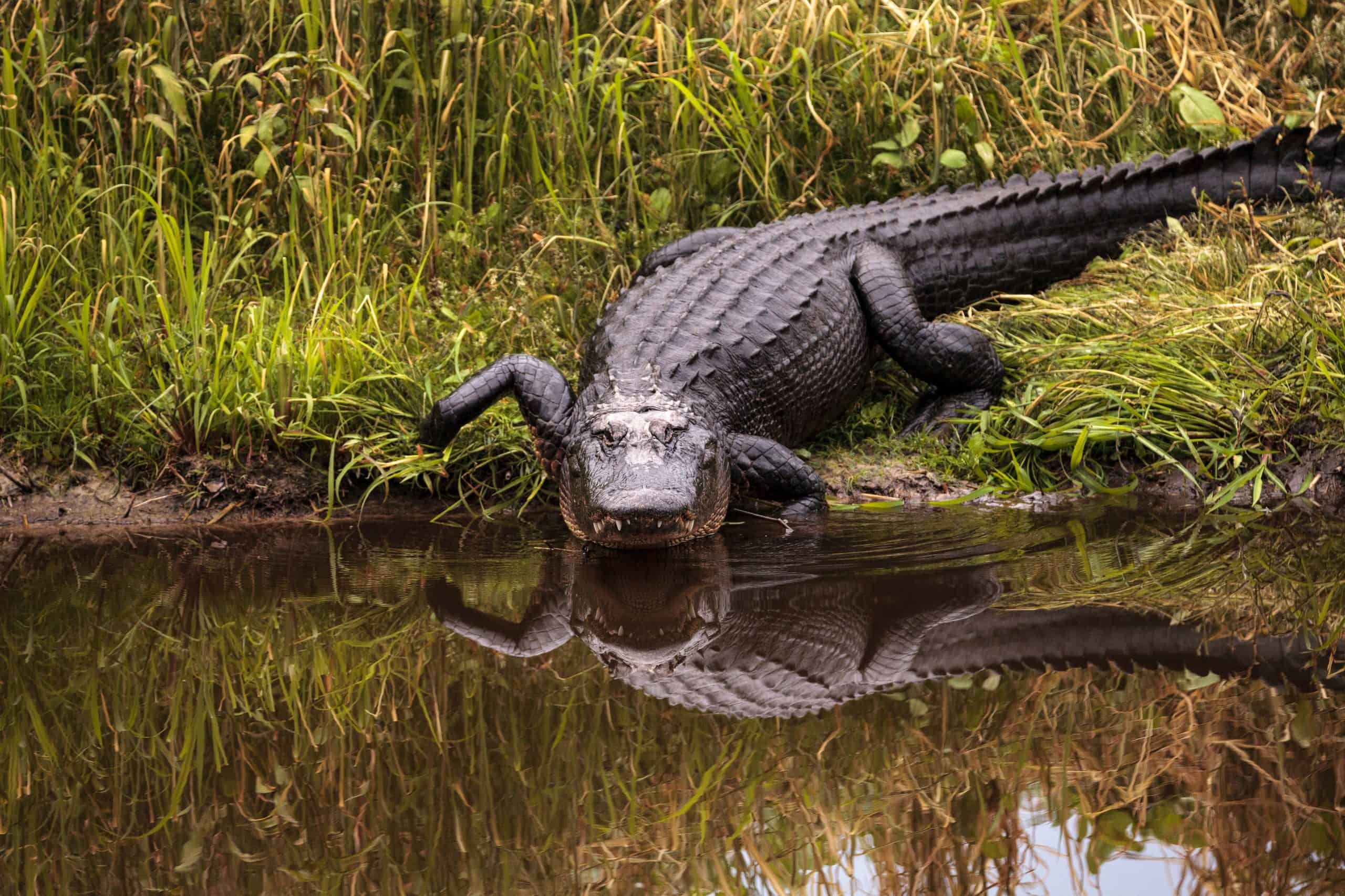 Wildlife Filmmaking: Capturing Alligators In Florida Springs Wildlife Filmmaking: Capturing Alligators In Florida Springs