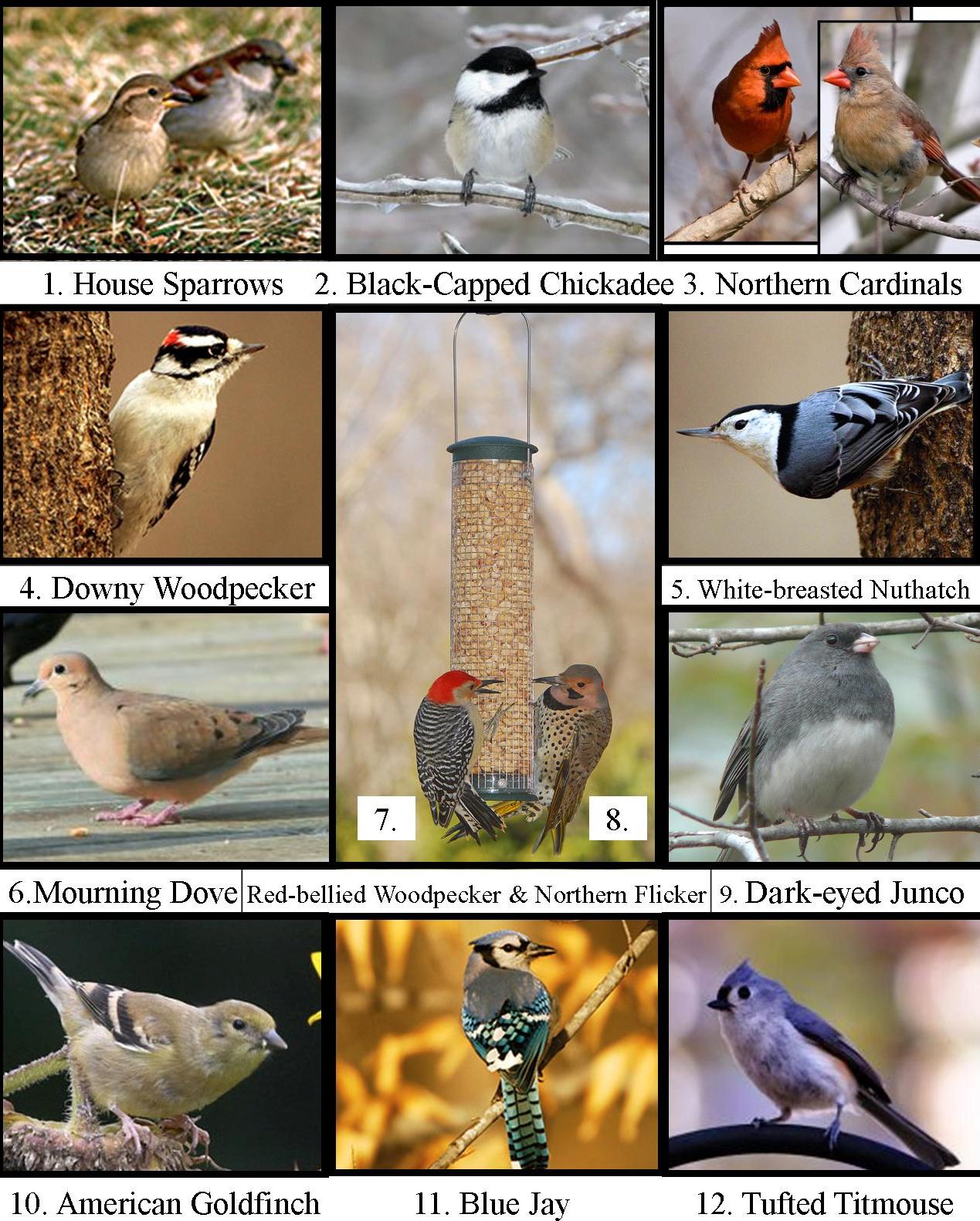 Winterwatch: Identifying Common Winter Birds Winterwatch: Identifying Common Winter Birds