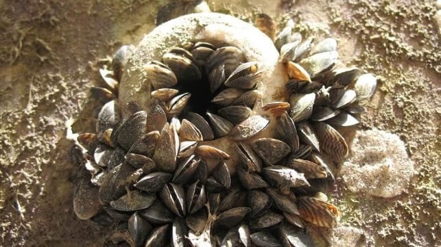 Zebra Mussel Infestation: Casper Boat Lift Inspection Reveals Thousands Zebra Mussel Infestation: Casper Boat Lift Inspection Reveals Thousands