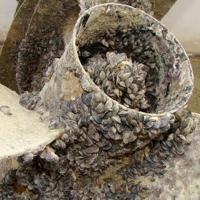 Zebra Mussel Infestation Found On Casper Boat Lift Zebra Mussel Infestation Found On Casper Boat Lift