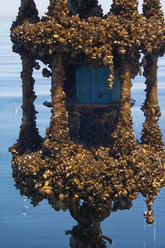 Zebra Mussel Invasion: Casper Resident Makes Alarming Find Zebra Mussel Invasion: Casper Resident Makes Alarming Find